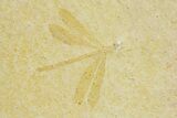 Beautiful Fossil Damselfly - Solnhofen Limestone #280422-1